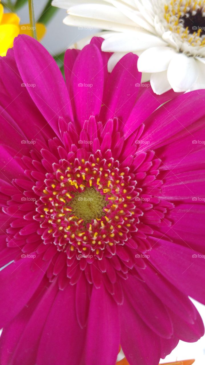 Close up of pink gerber daisy