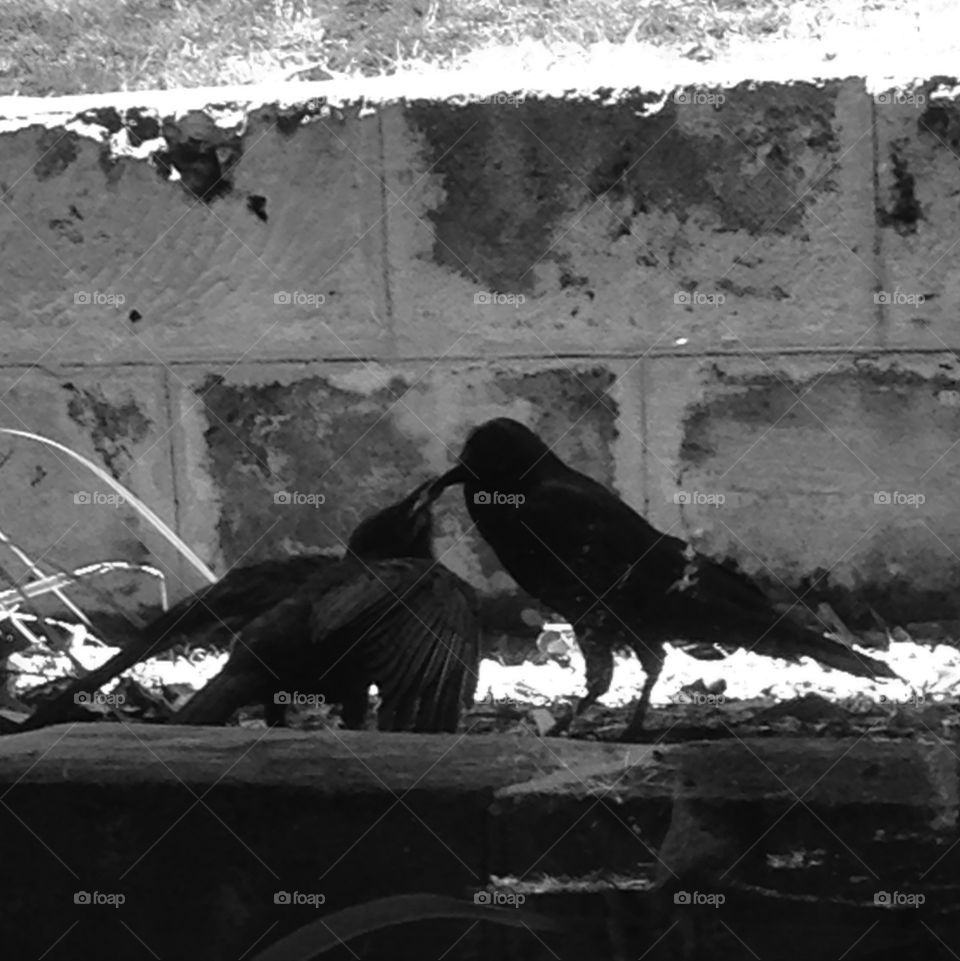 Feeding a mum crow to her baby