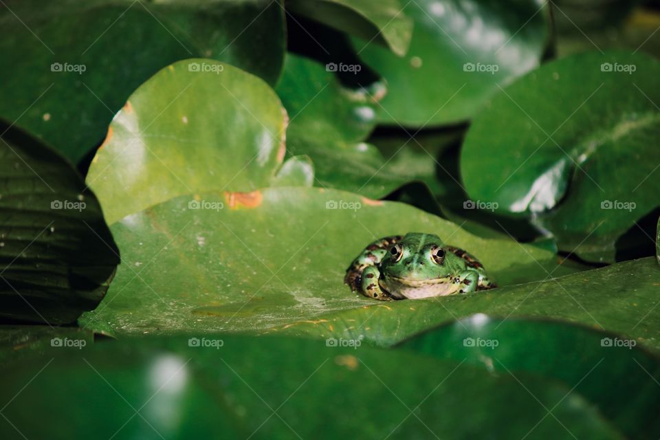 Frog in the pond located at the Botanical Gardens in Coimbra, Portugal 