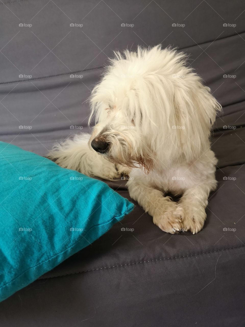 Coton de tulear chien