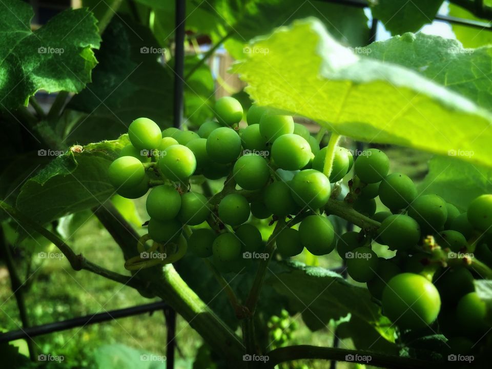 A promise of bounty - bunches of grapes 