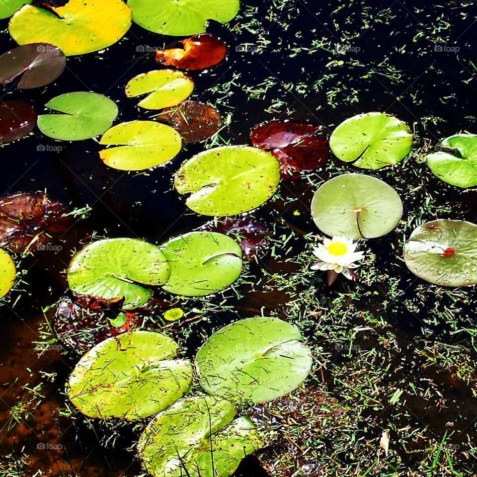 White Water Lily Among Lily Pads. spotted this beautiful water lily near my new apartment