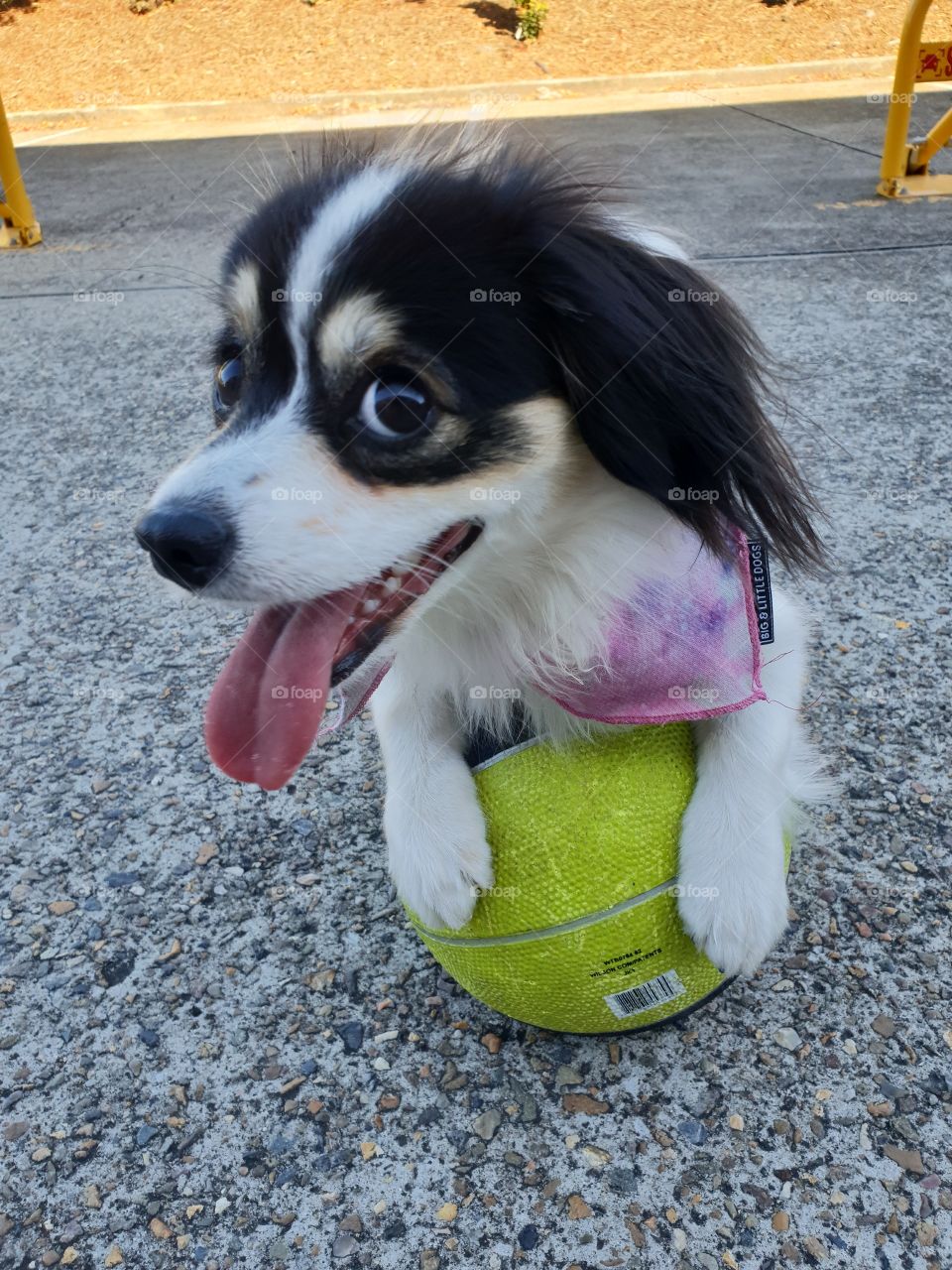 Happy puppy with basketball