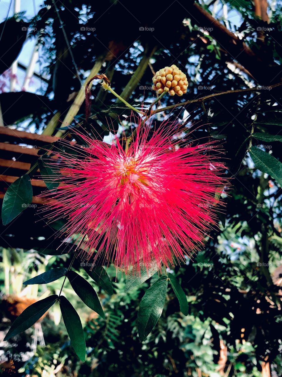 Pink bushy flower 