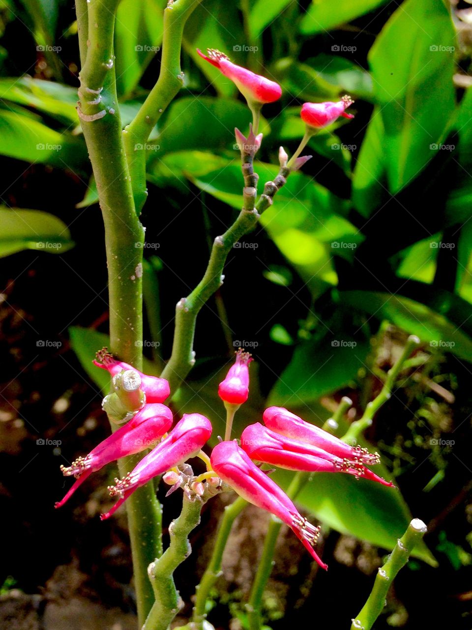 red-faced beauty lovers and the life that is being discussed