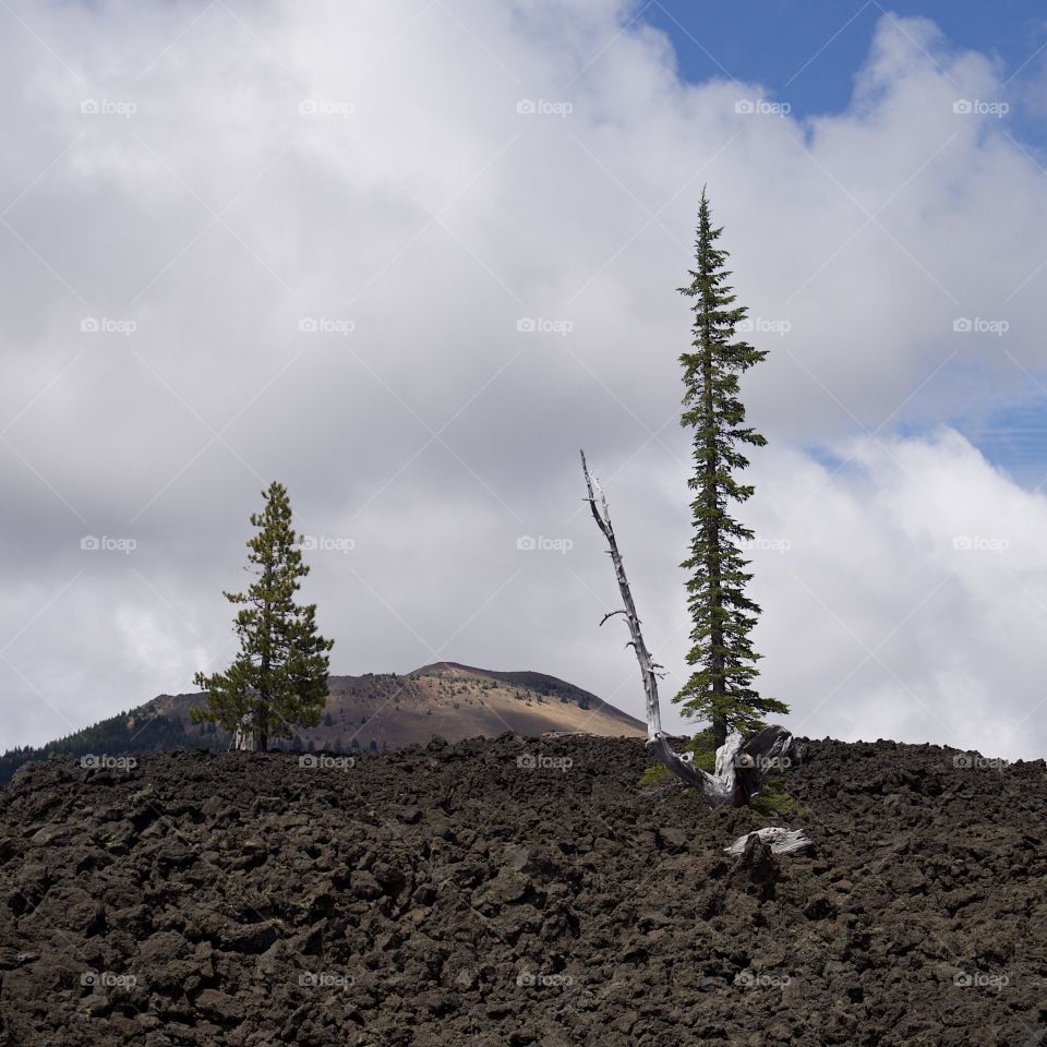 Two tall and skinny evergreen trees growing in a field of hardened lava rock framing a hill in the background that is illuminated by sunlight and blue skies breaking through the clouds. 