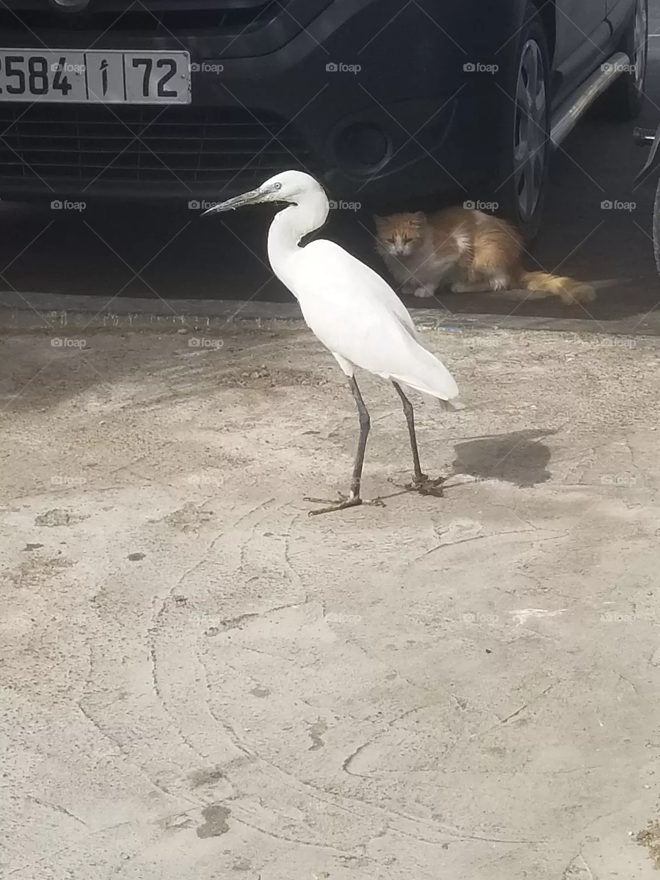 bird
