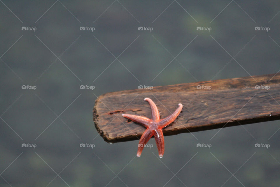 norway wood sea beauty by nader_esk