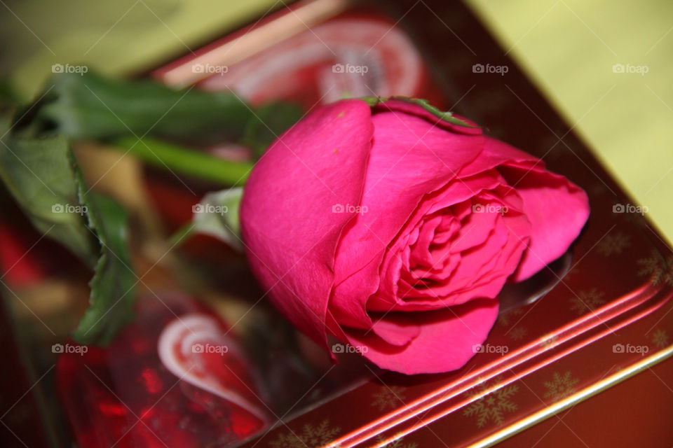 pink flower present rose by uyka