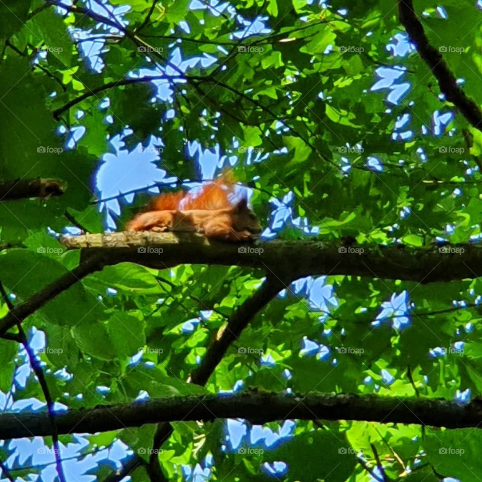 schlafendes Eichhörnchen, squirrel