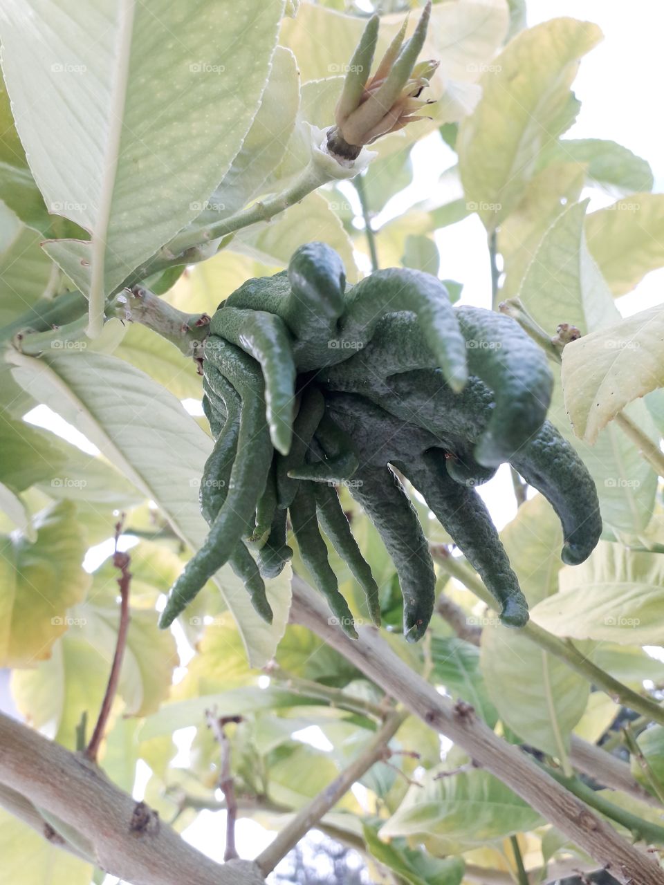 citrus strange green fruit leaf tree growth plant branch buddha hand