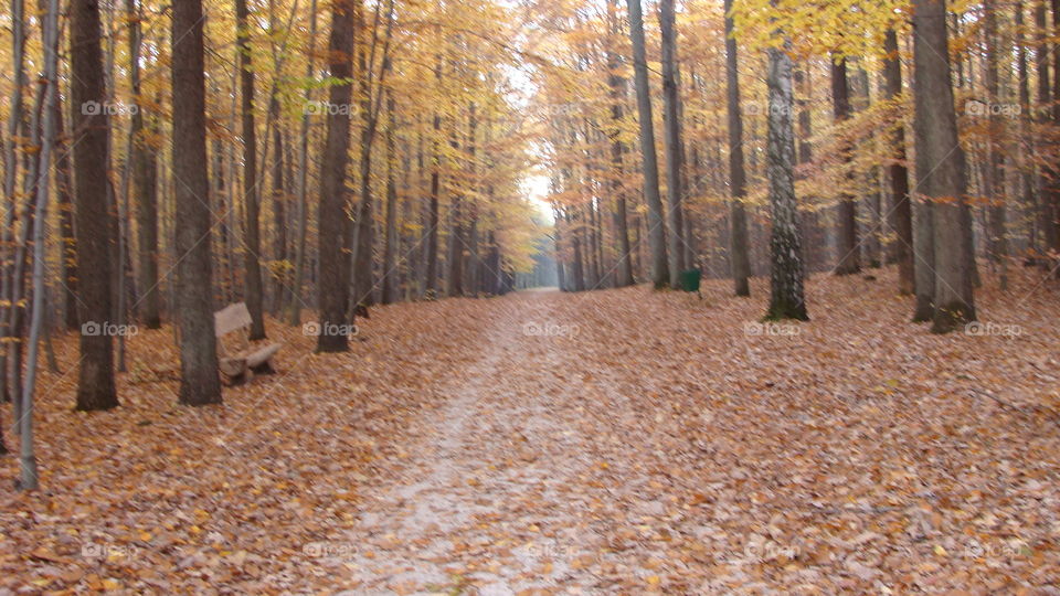 Wood, Fall, Tree, Leaf, Landscape
