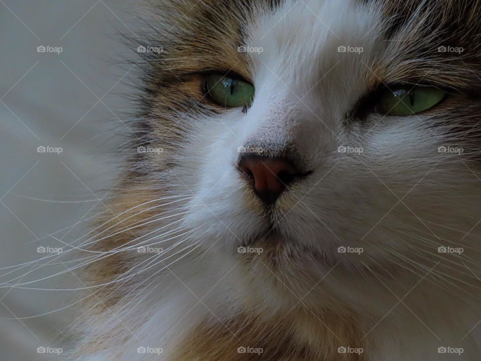 Cat closeup 