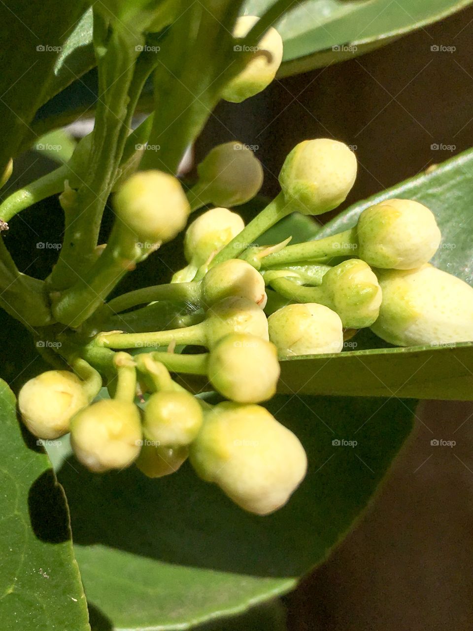 Orange blossom buds orange tree fruit tree in spring 