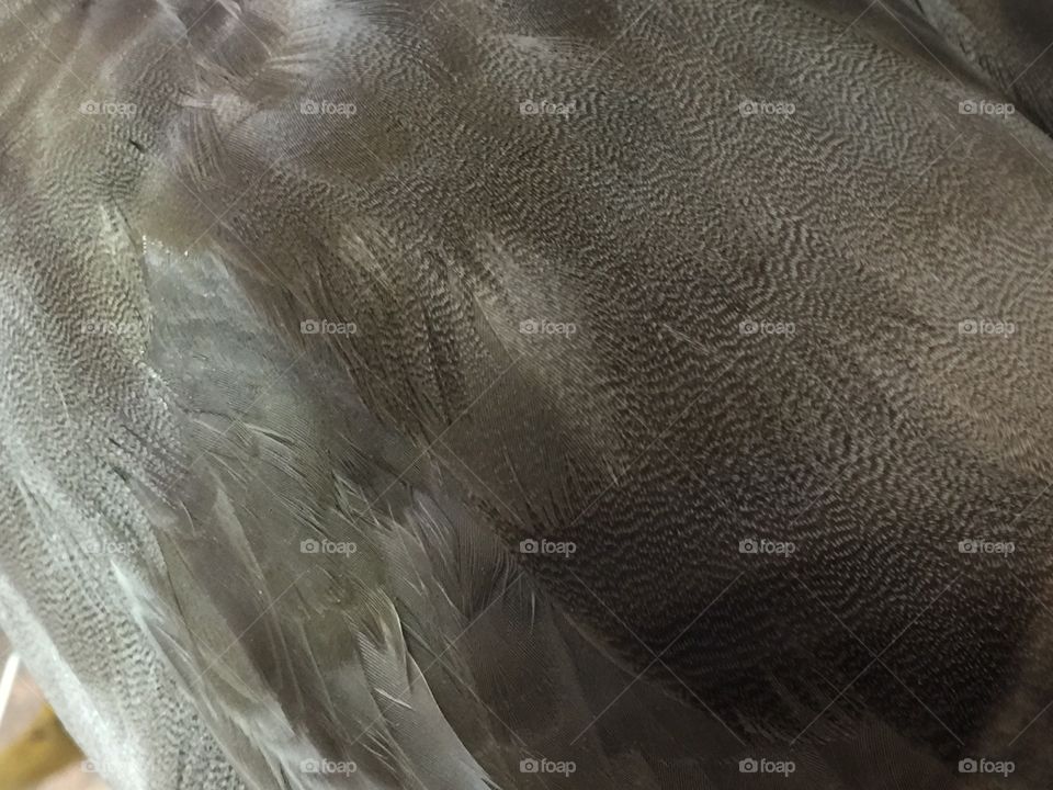 Close up duck feathers 