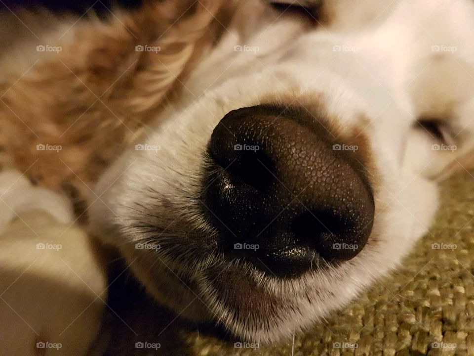 Closeup of sleeping dog.