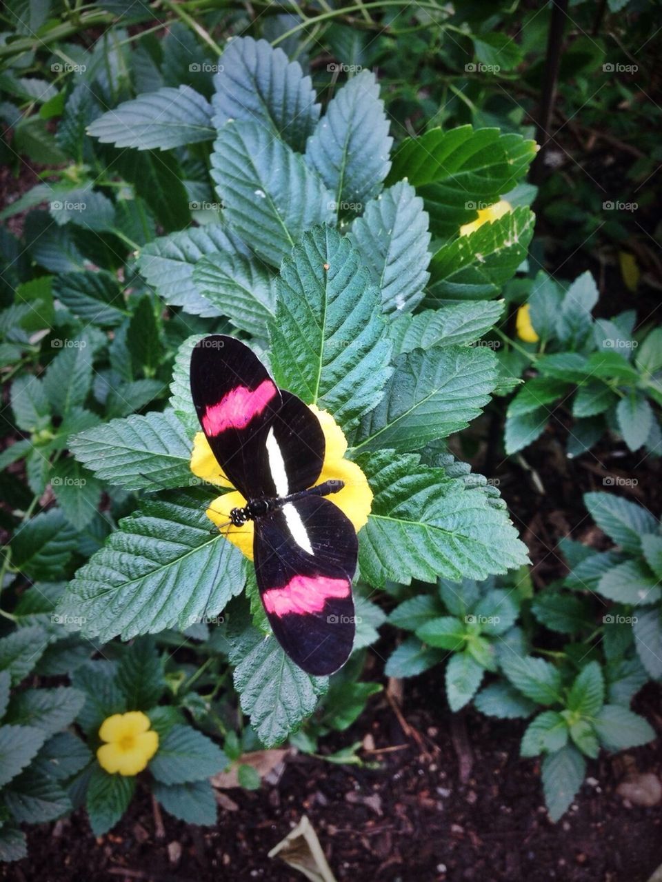 Flight of the butterfly