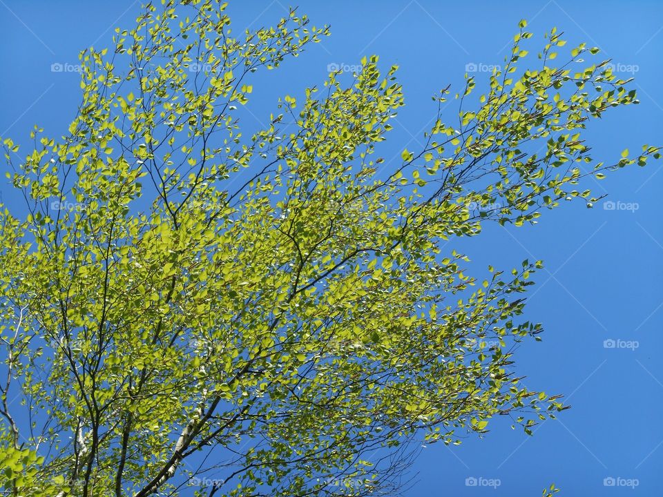 Tree, Leaf, Branch, Nature, Season