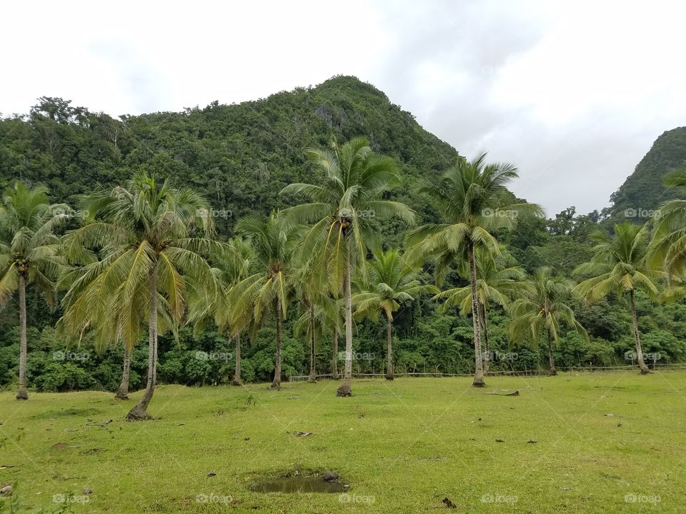 Coconut trees
