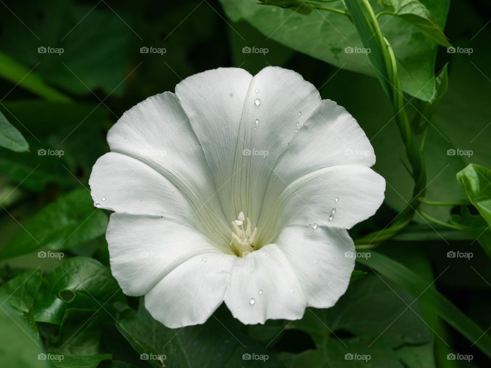 White flower