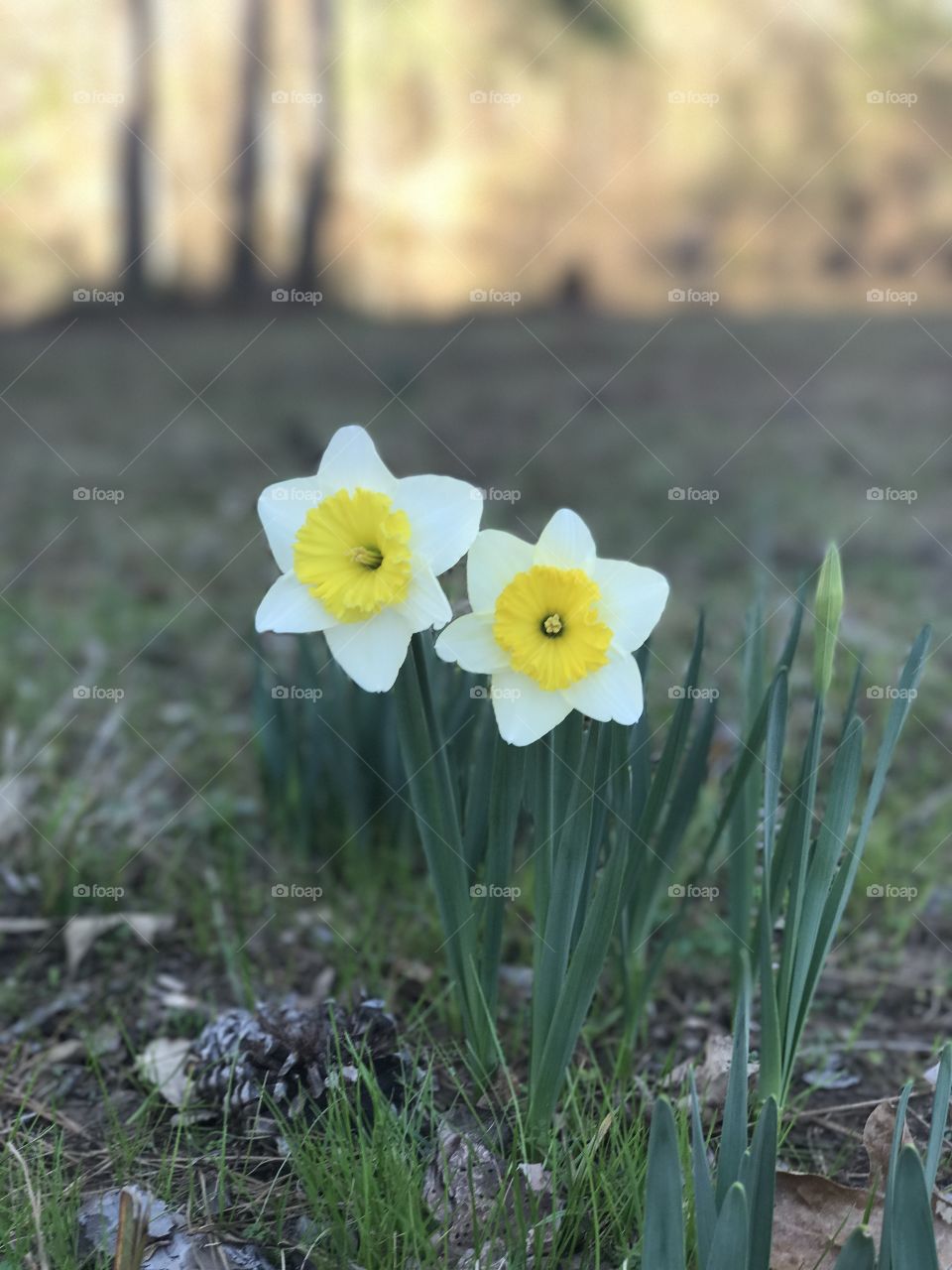 Daffodil twins 