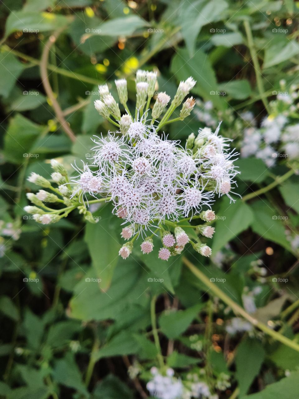 Beauty of Wild Flowers of the Nature