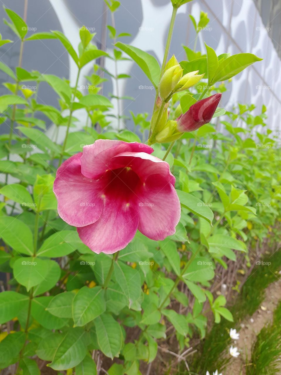 Allamanda flower near the wall for decorative purposes.