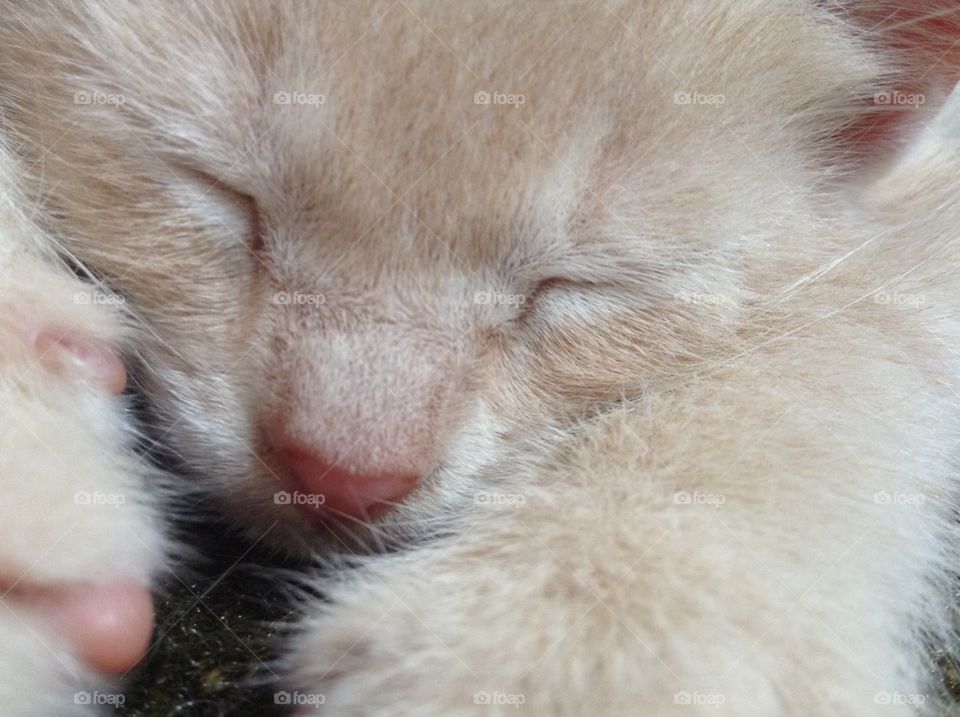 Sleeping kitten