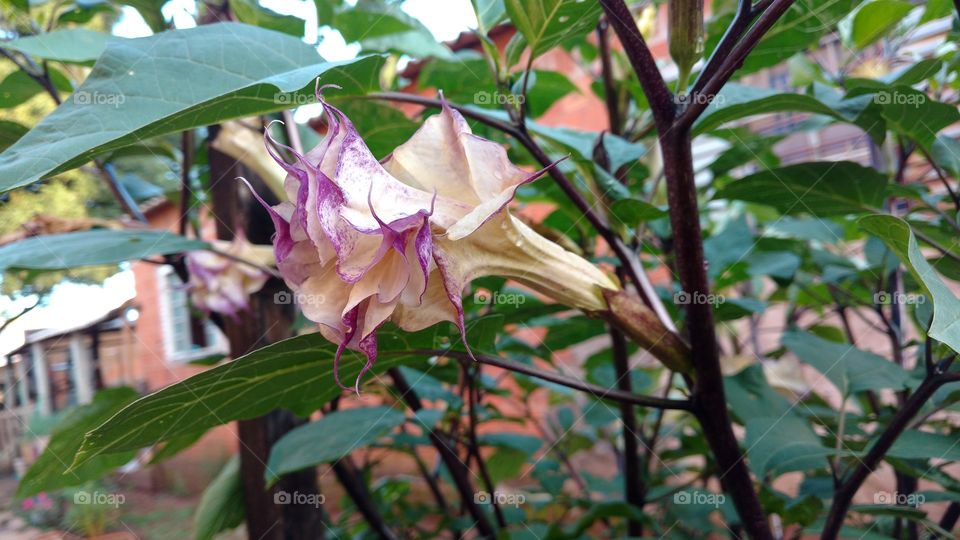 Bonita flor, mesclada creme com degradê púrpura, grande e natural!