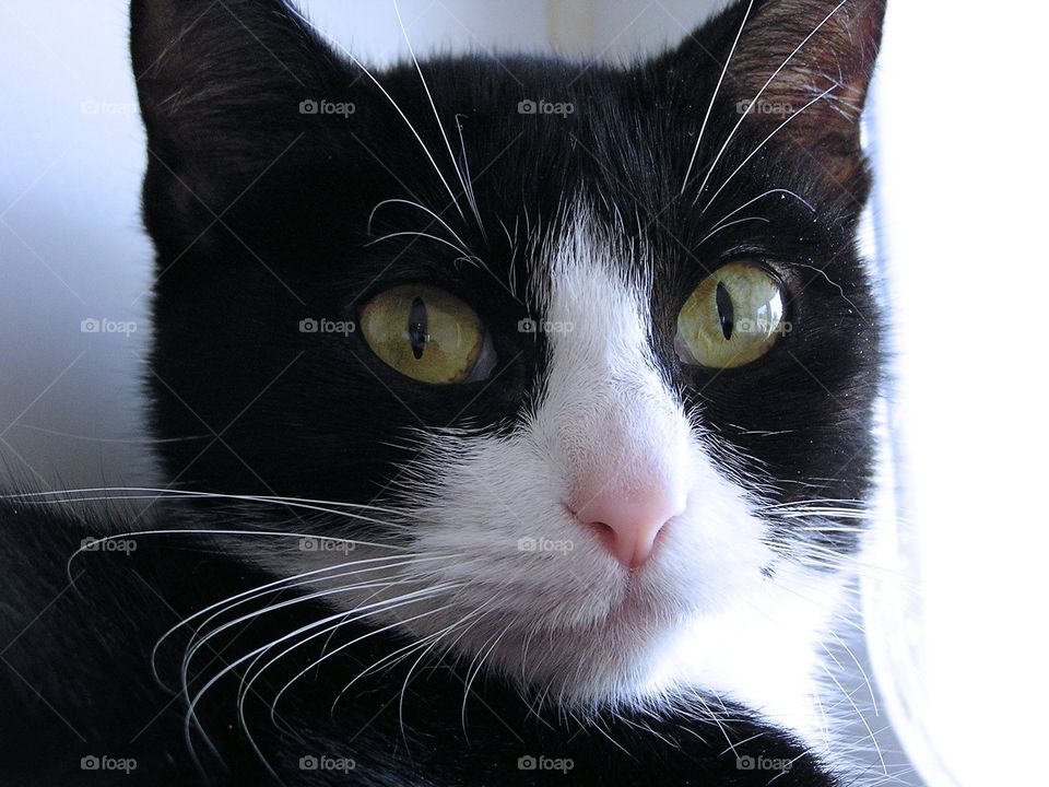 Black and white. Waiting to be adopted