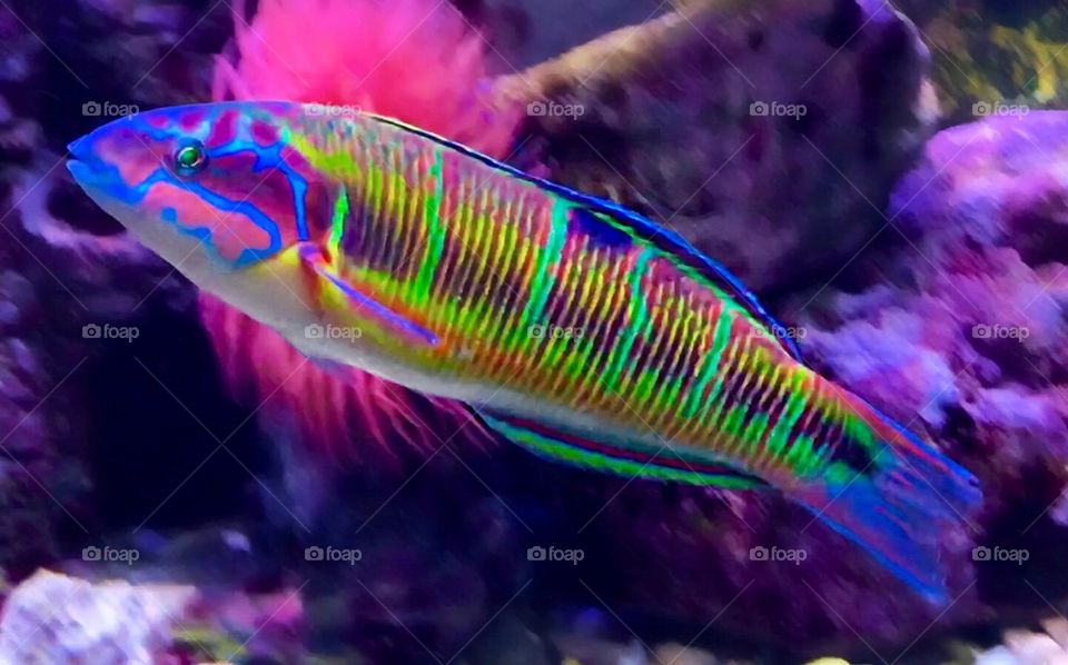 Fish rainbow