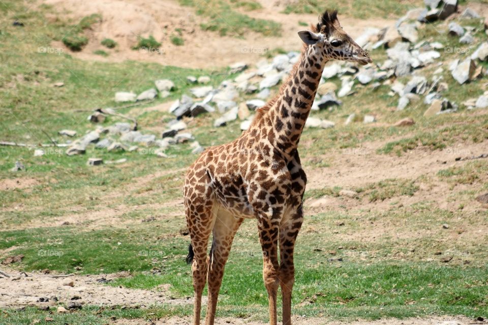 Baby giraffe looks out and about 