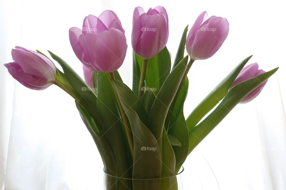 Tulips 🌷🌷 Bouquet 🌷🌷 Morning time 🌷🌷