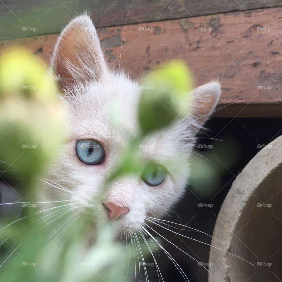 My lovely cat 