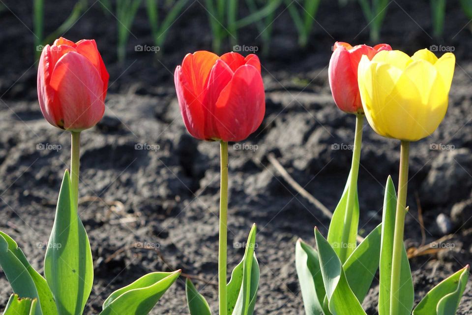tulips