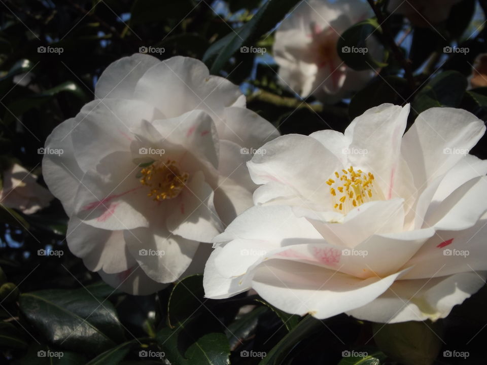 White And Pink Camellia Flowers