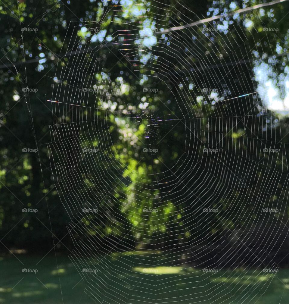 Spiderweb