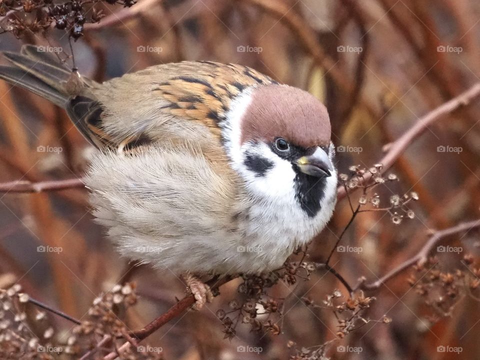 Sparrow
