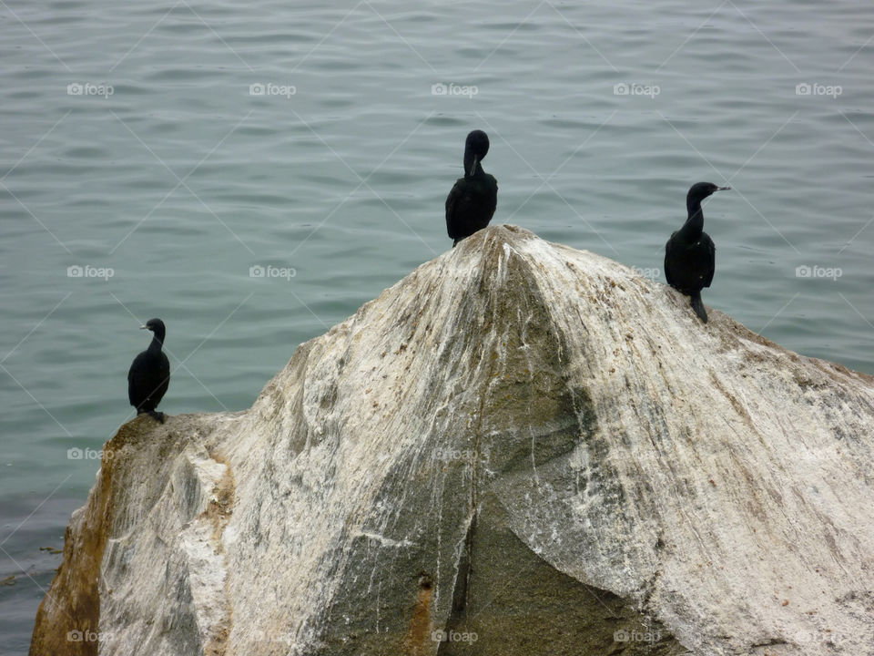 beach ocean black rock by kenglund