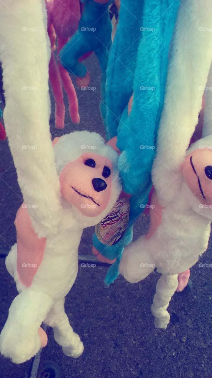 Monkey