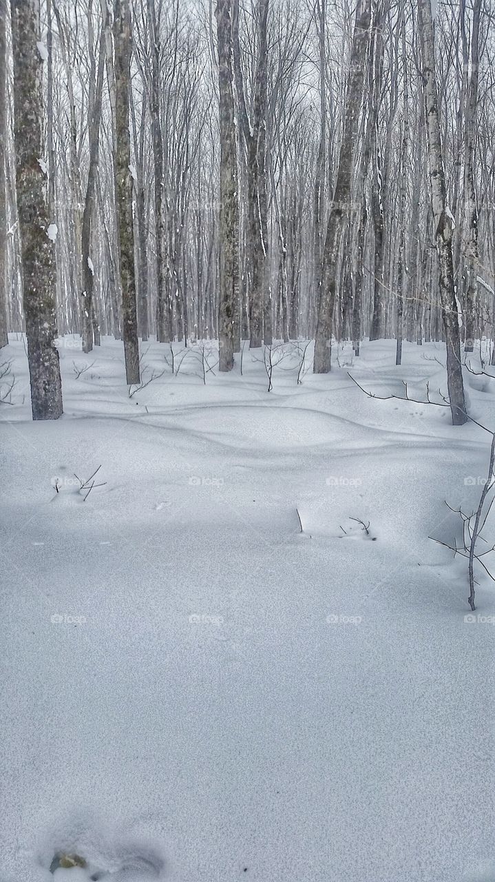 winter forest deep in snow