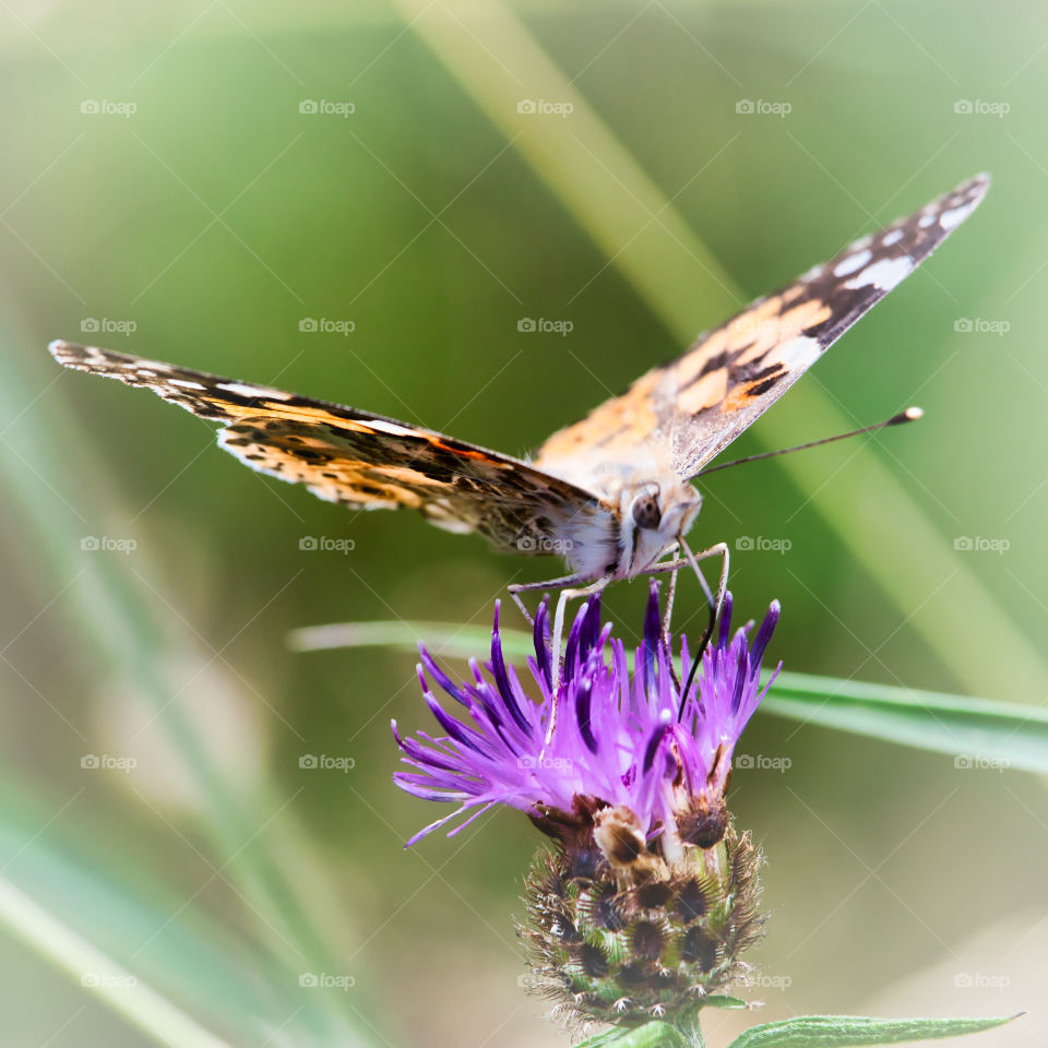 Painted lady butterfly close up