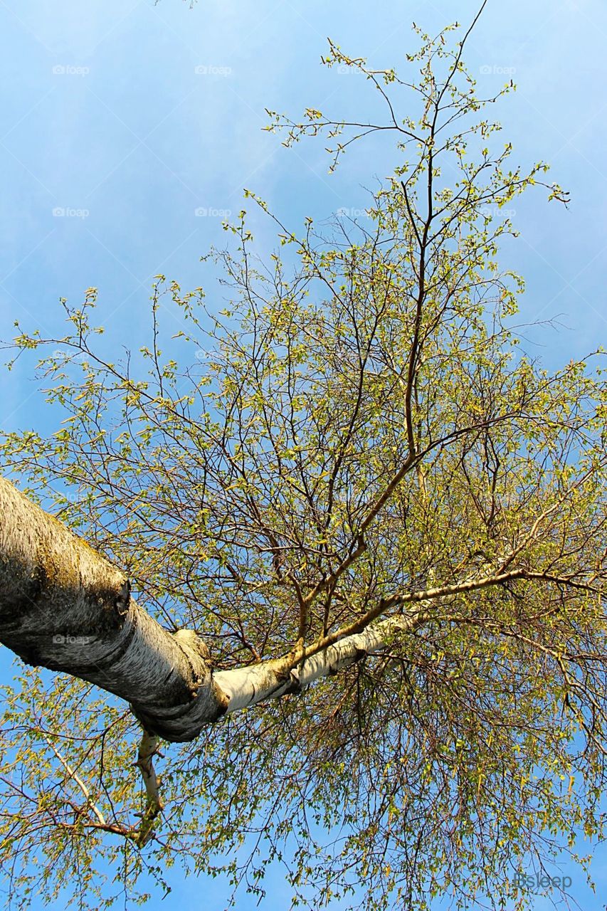 Birch Tree Sky