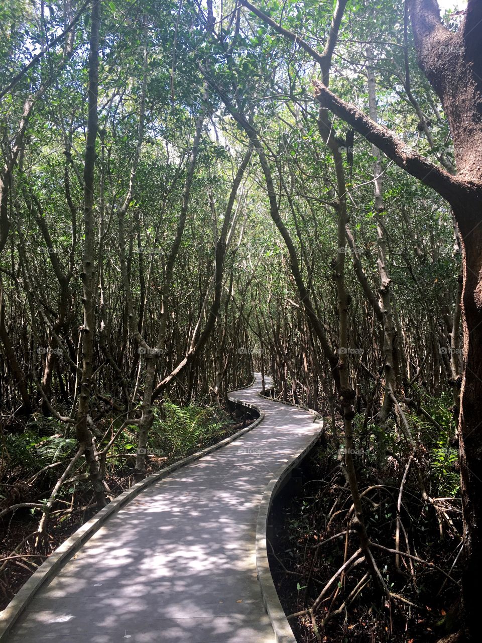 Journey through the Mangroves 