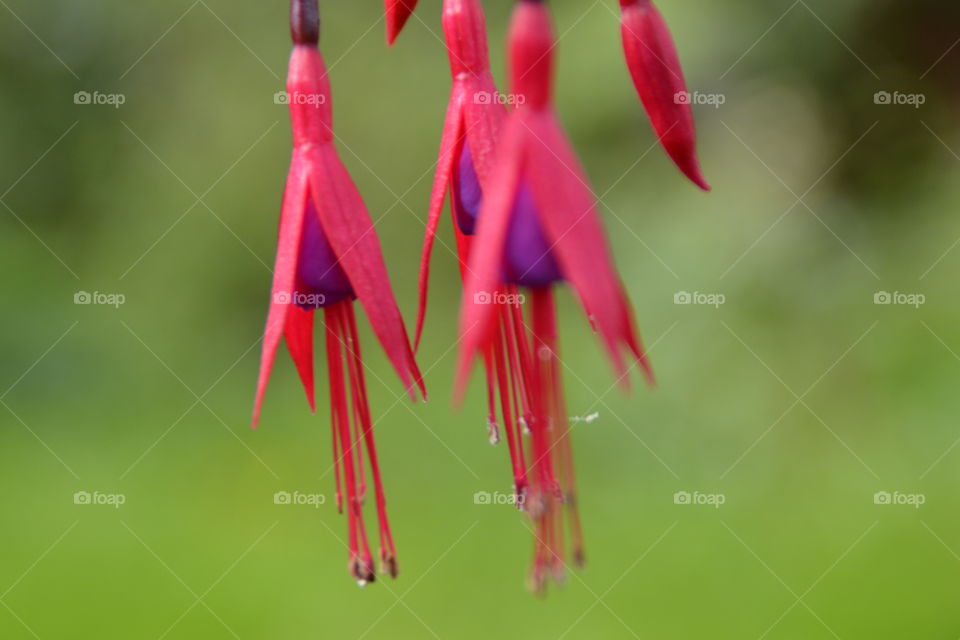 Fuchsia. Closeup of this Beautiful flower also called tear and Christs blooddrop in Norway 