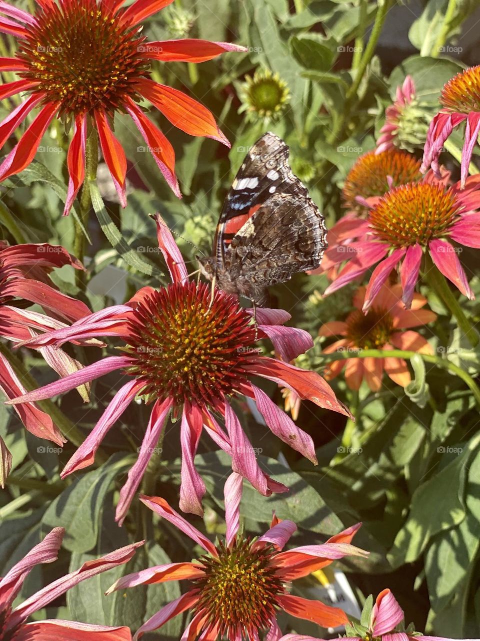 Butterfly drinking nectar of flower