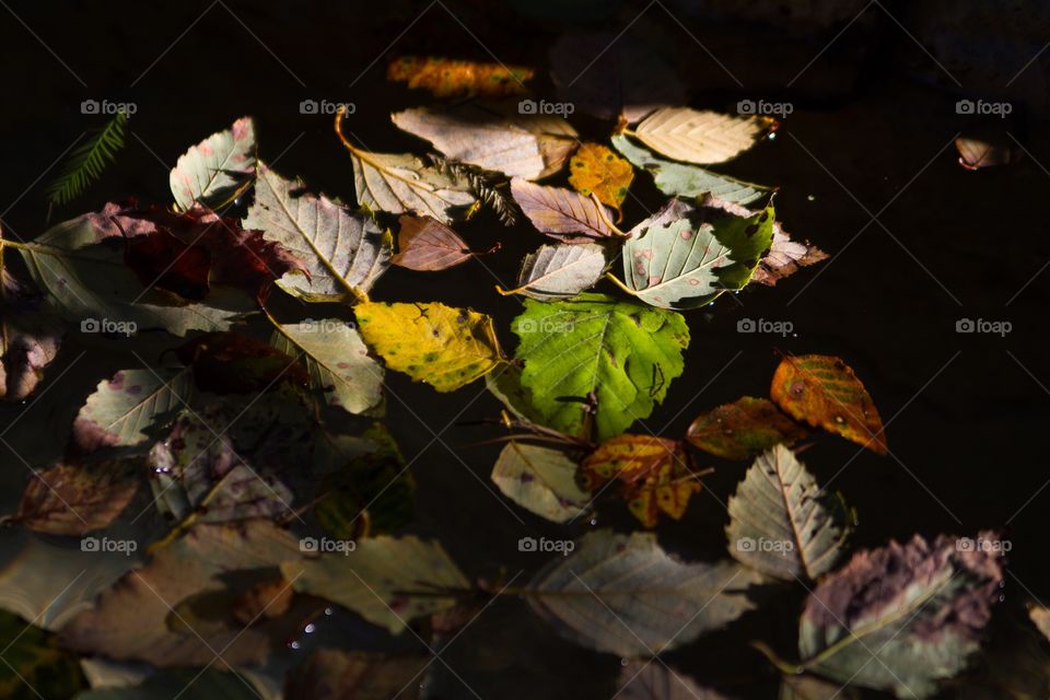Colorful leaves in water