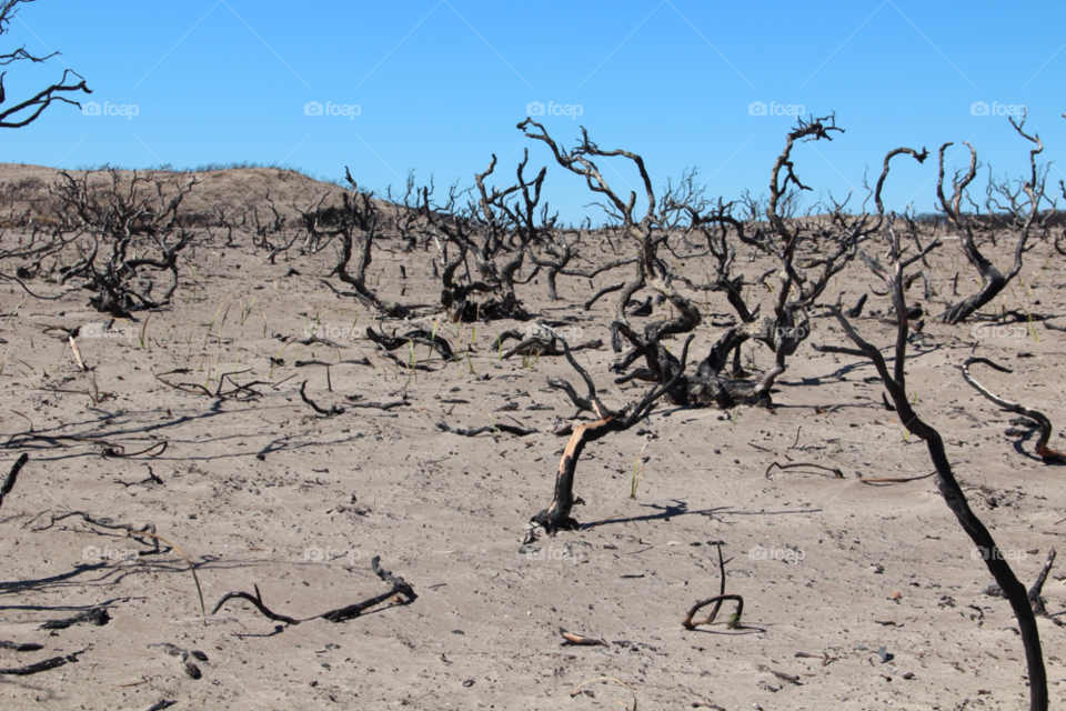 Drought, Desert, Dry, Arid, Wasteland