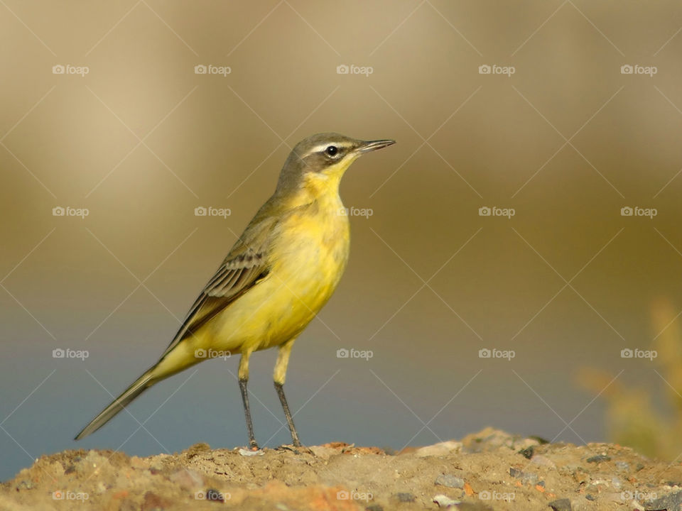 Yellow wagtail