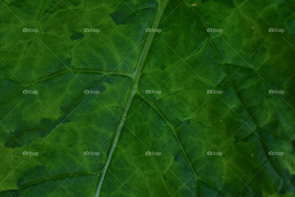 Green leaf close up texture 